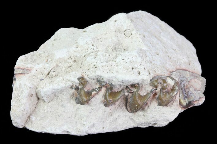 Oligocene Horse (Mesohippus) Jaw Section #81503
